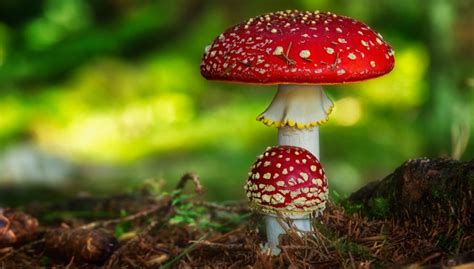 The Art of Foraging for Urb Magic Amanita Mushrooms